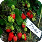 Клубника "Хоней" Клубника "Хоней"