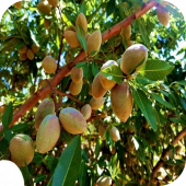 Миндаль "Прибрежный" 